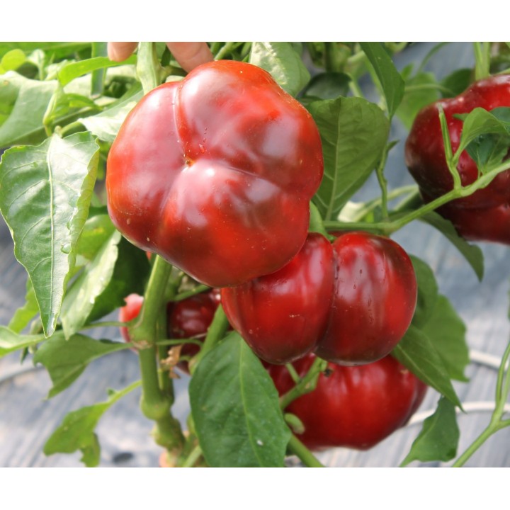 Seminte Ardei gogosar TRAIAN F1 Hektar - 50 seminte