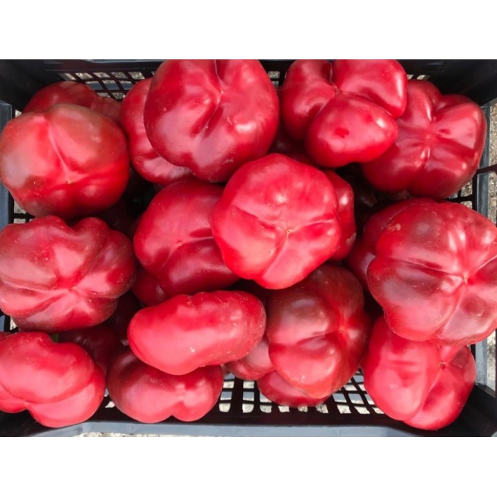 Seminte Ardei gogosar TRAIAN F1 Hektar - 50 seminte