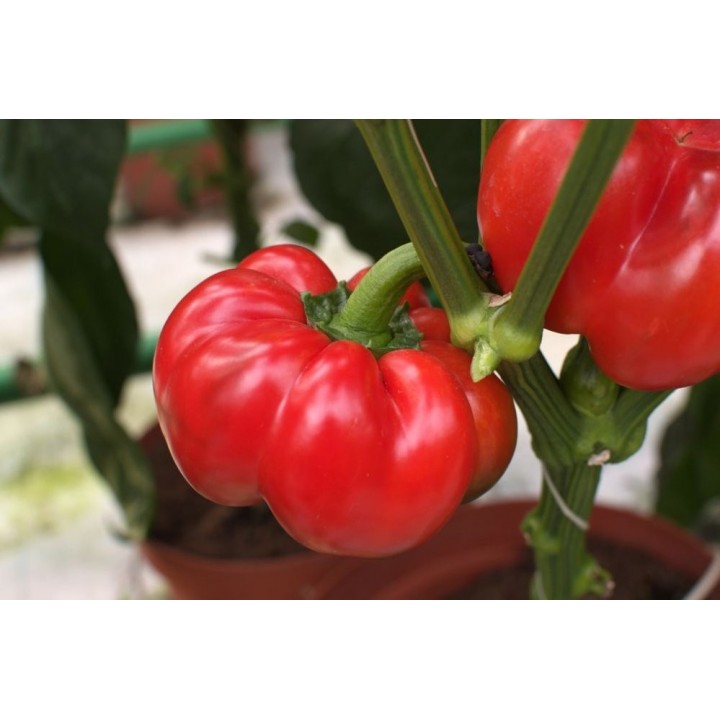 Seminte Ardei Gogosar TIBERIUS F1, Hektar - 100 seminte