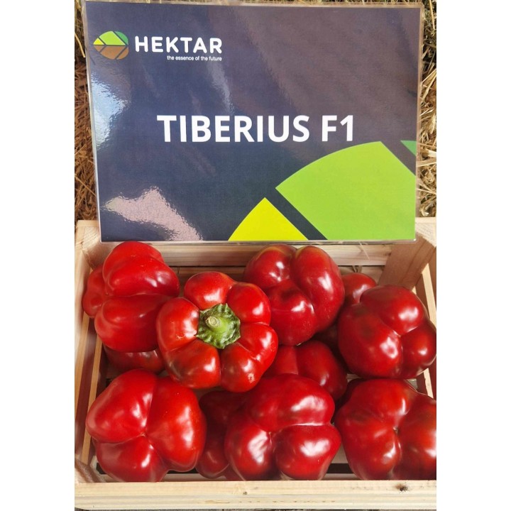 Seminte Ardei Gogosar TIBERIUS F1, Hektar - 100 seminte