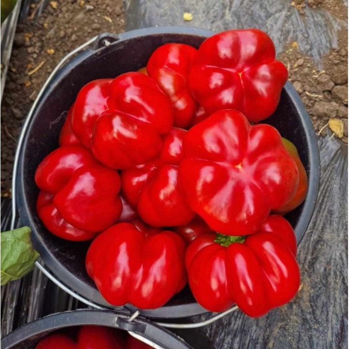 Seminte Ardei Gogosar TIBERIUS F1, Hektar - 100 seminte