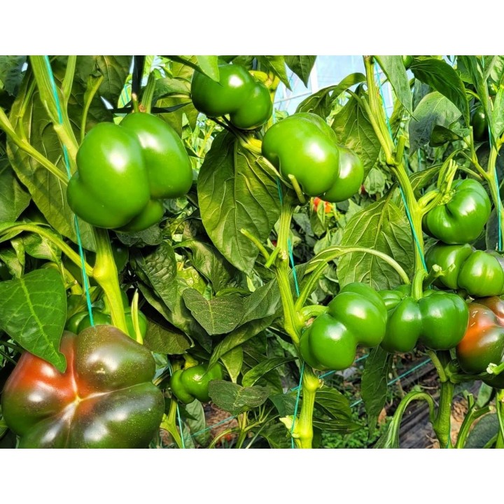 Seminte Ardei Gogosar TIBERIUS F1, Hektar - 100 seminte