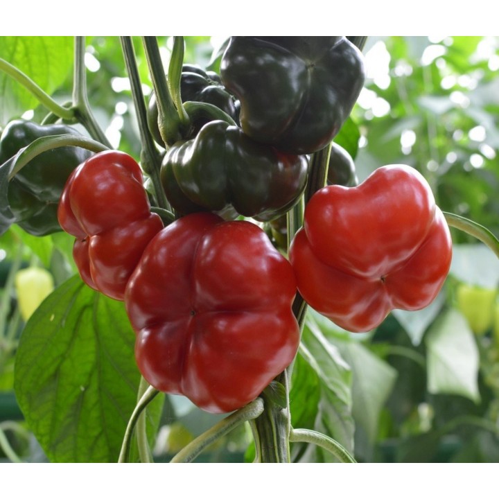 Seminte Ardei Gogosar TIBERIUS F1, Hektar - 500 seminte