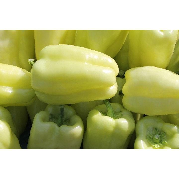 Seminte Ardei gras DACIANA F1 Hektar - 50 seminte