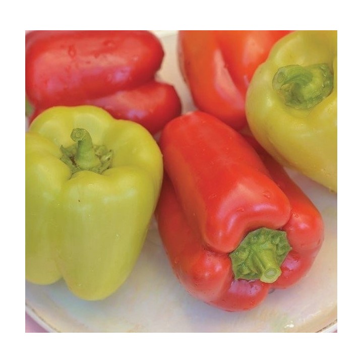 Seminte Ardei gras DACIANA F1 Hektar - 50 seminte