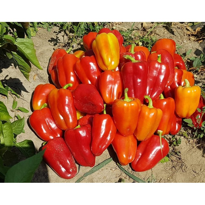 Seminte Ardei gras DACIANA F1 Hektar - 50 seminte