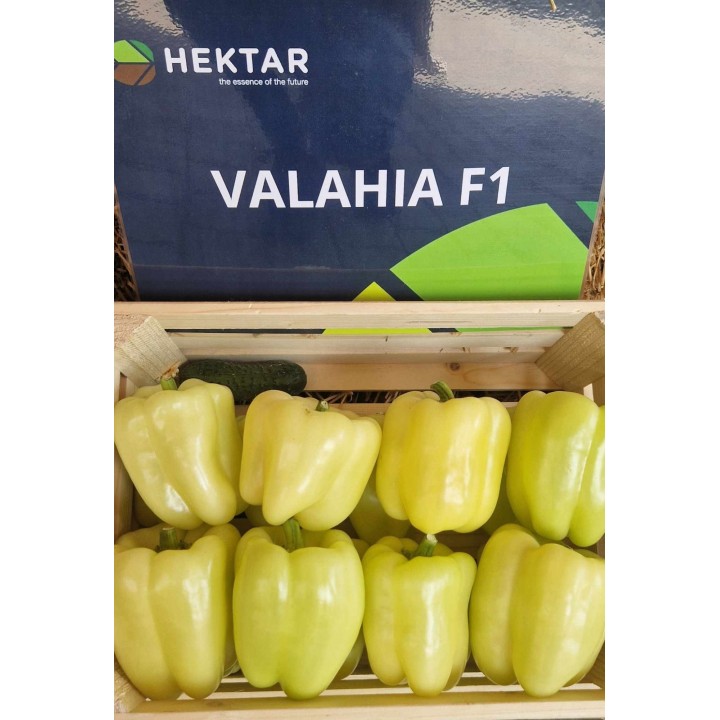 Seminte Ardei gras VALAHIA F1 (AS5 332 F1) Hektar - 100 seminte