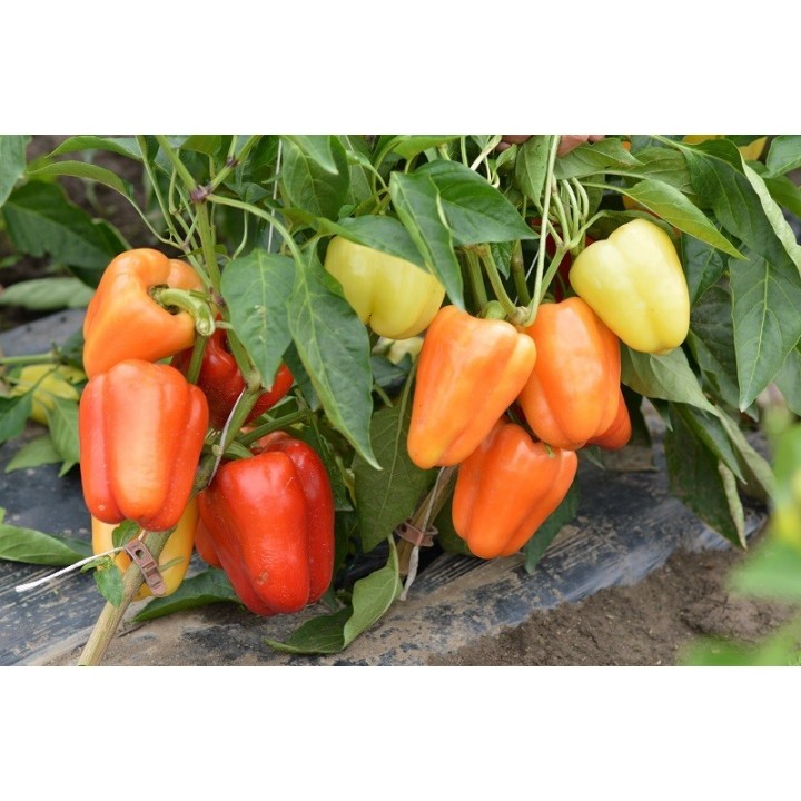 Seminte Ardei gras VALAHIA F1 (AS5 332 F1) Hektar - 500 seminte