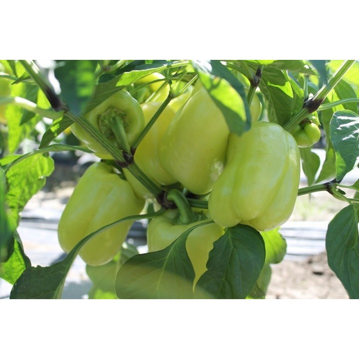 Seminte Ardei gras VALAHIA F1 (AS5 332 F1) Hektar - 500 seminte