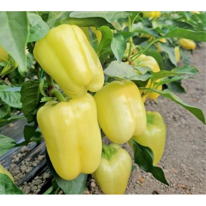 Seminte Ardei gras VALAHIA F1 (AS5 332 F1) Hektar - 500 seminte