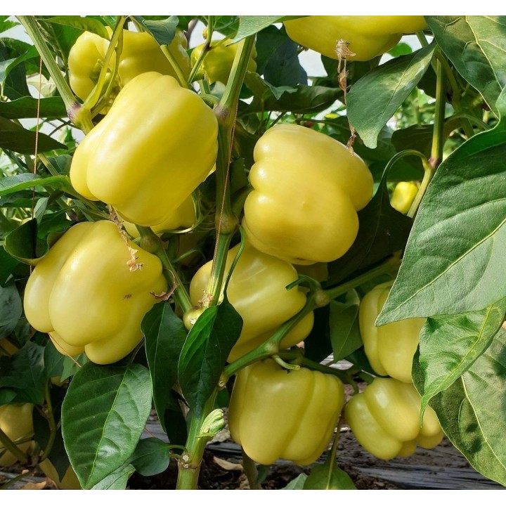 Seminte Ardei gras VALAHIA F1 (AS5 332 F1) Hektar - 500 seminte