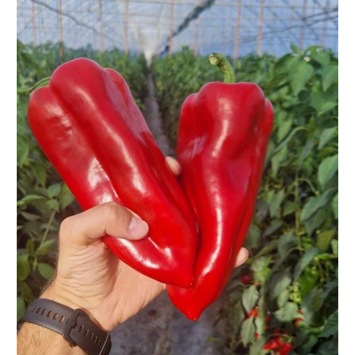 Seminte Ardei Lung Kapia KARPATHOS F1, Hektar - 100 seminte