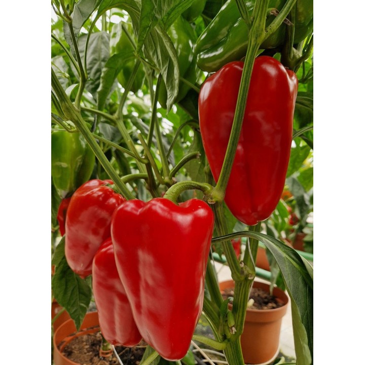 Seminte Ardei Lung Kapia KARPATHOS F1, Hektar - 50 seminte