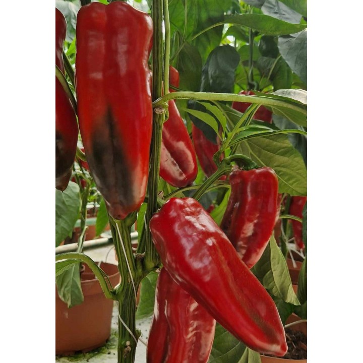 Seminte Ardei Lung Kapia KARPATHOS F1, Hektar - 50 seminte