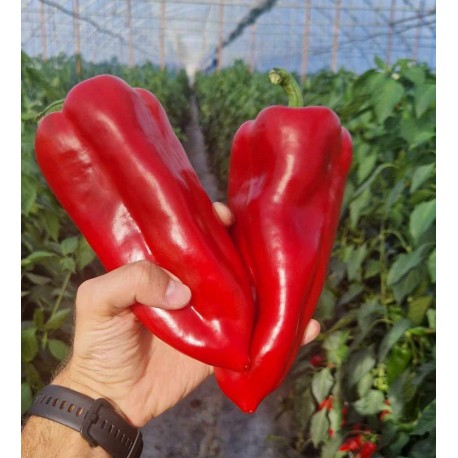 Seminte Ardei Lung Kapia KARPATHOS F1, Hektar - 500 seminte