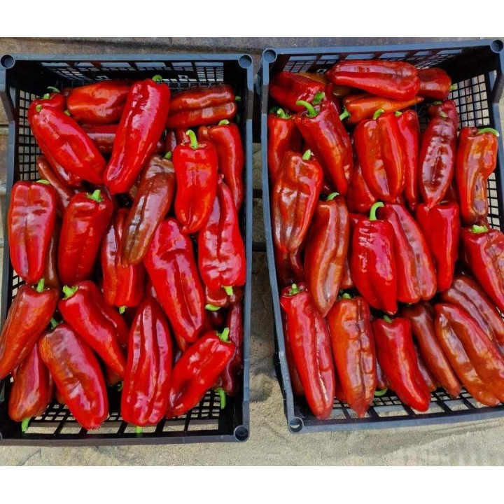 Seminte Ardei lung Kapia NAPOCA F1 Hektar - 100 seminte