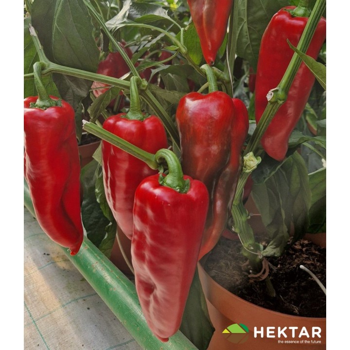 Seminte Ardei lung Kapia NAPOCA F1 Hektar - 100 seminte