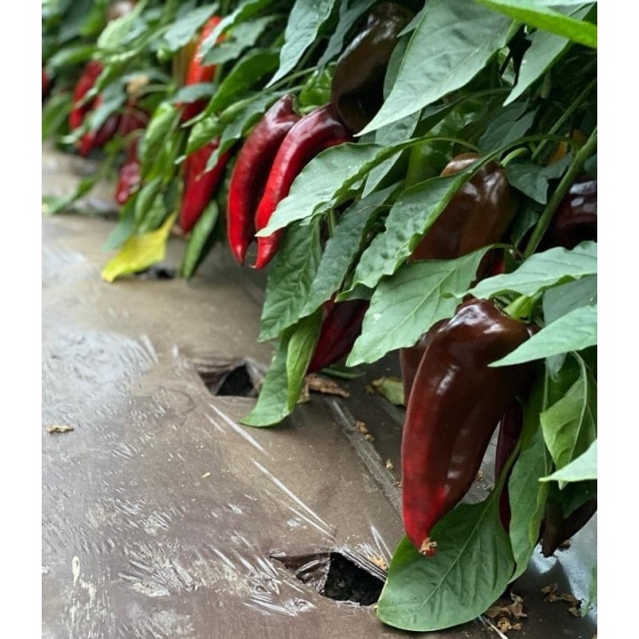 Seminte Ardei lung Kapia NAPOCA F1 Hektar - 100 seminte