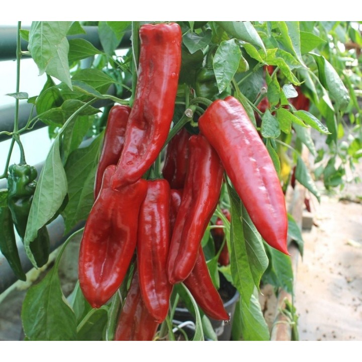 Seminte Ardei lung Kapia NAPOCA F1 Hektar - 100 seminte