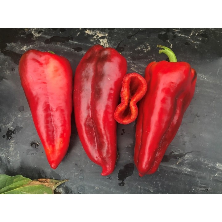 Seminte Ardei lung Kapia NAPOCA F1 Hektar - 500 seminte