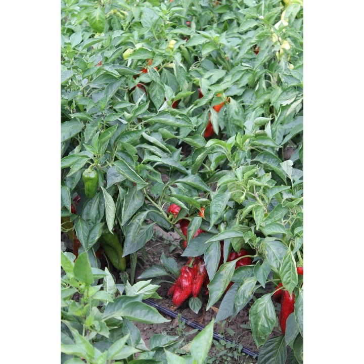 Seminte Ardei lung Kapia NAPOCA F1 Hektar - 500 seminte