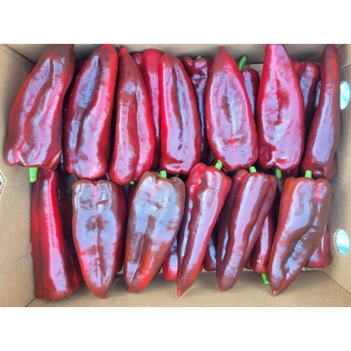 Seminte Ardei lung Kapia NAPOCA F1 Hektar - 500 seminte