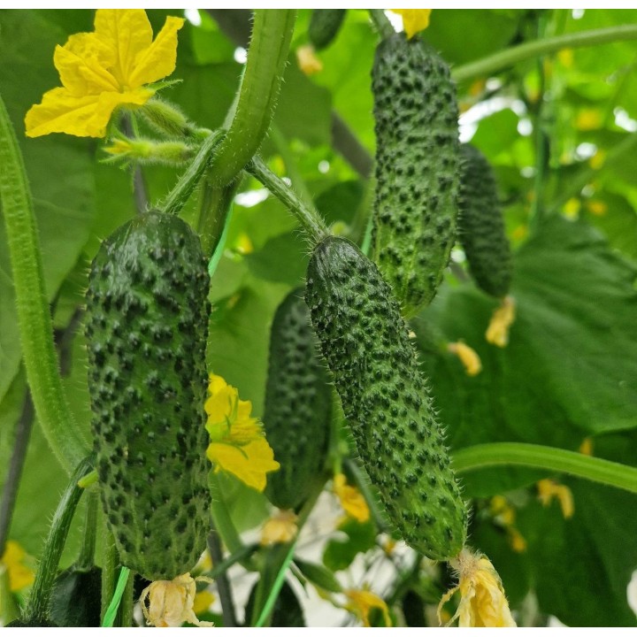 Seminte Castraveti Cornison PRUT F1, Hektar - 50 seminte, Timpuriu