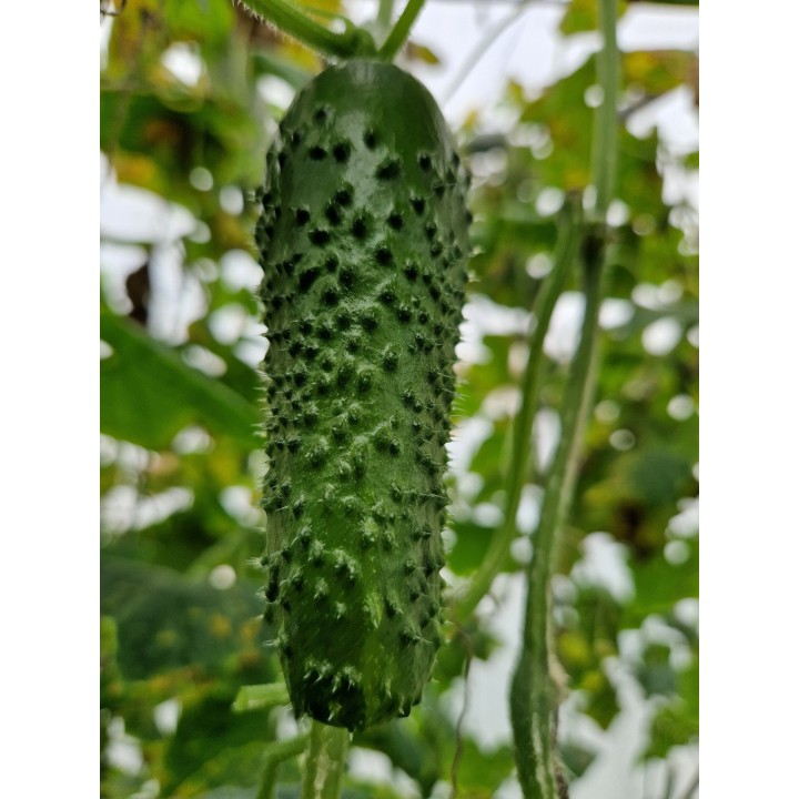 Seminte Castraveti Cornison PRUT F1, Hektar - 50 seminte, Timpuriu