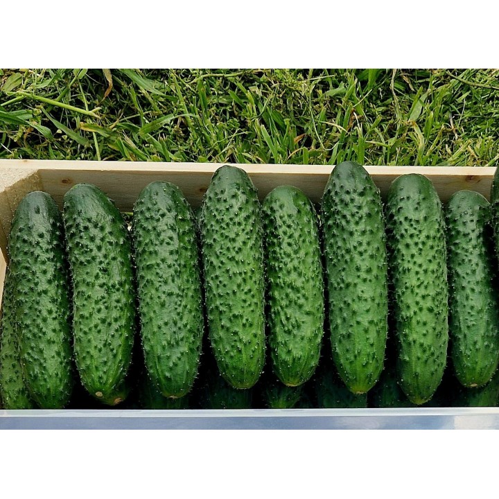 Seminte Castraveti Cornison PRUT F1, Hektar - 50 seminte, Timpuriu