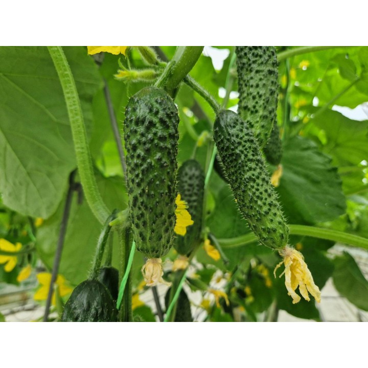 Seminte Castraveti Cornison PRUT F1, Hektar - 500 seminte, Timpuriu