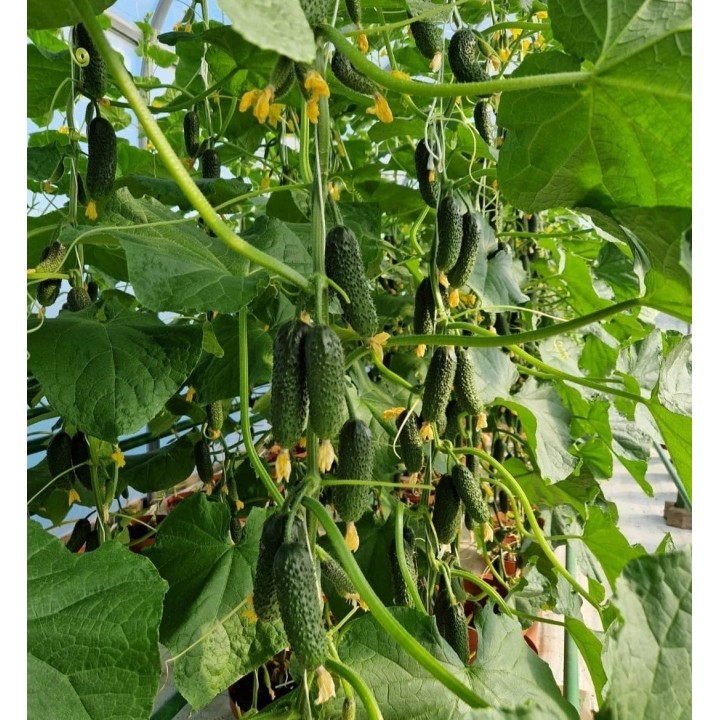 Seminte Castraveti Cornison PRUT F1, Hektar - 500 seminte, Timpuriu