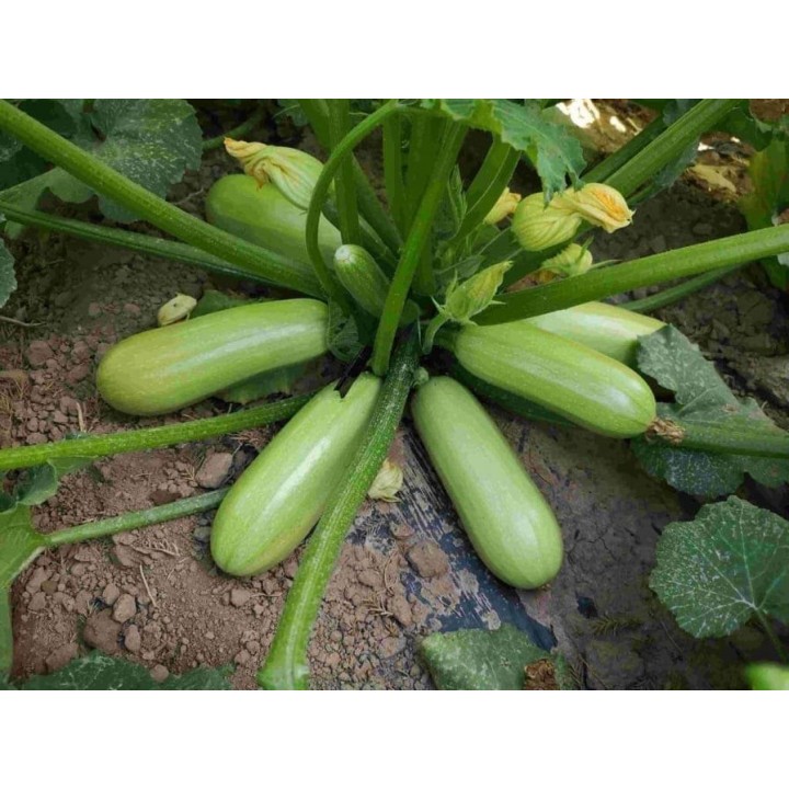 Seminte Dovlecel SUMMER ACE F1 Hektar - 500 seminte