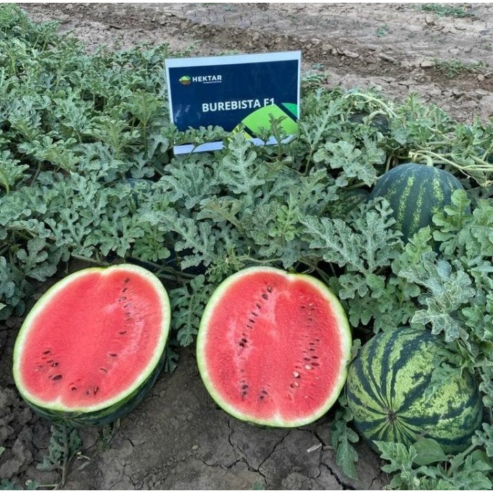 Seminte Pepene verde BUREBISTA F1 Hektar - 100 seminte