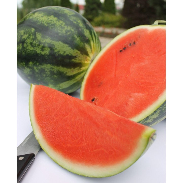 Seminte Pepene verde BUREBISTA F1 Hektar - 100 seminte