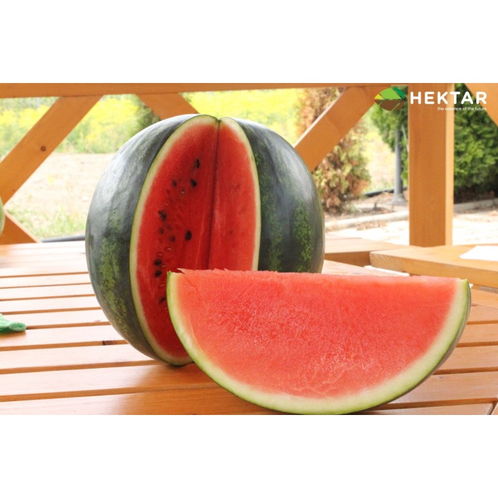 Seminte Pepene verde BUREBISTA F1 Hektar - 50 seminte