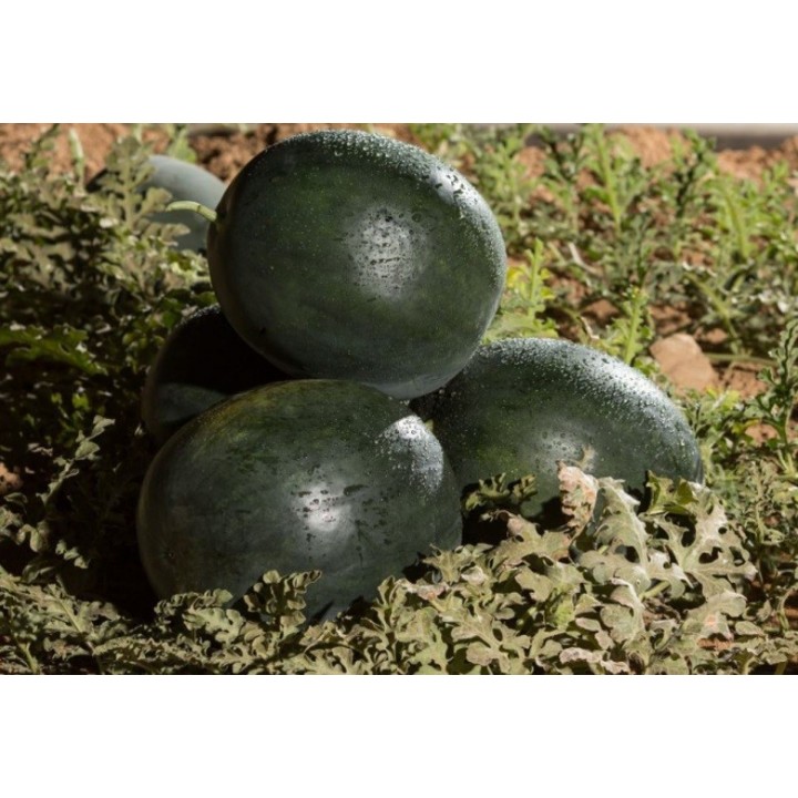 Seminte Pepene Verde FECHETE F1, Hektar - 100 seminte