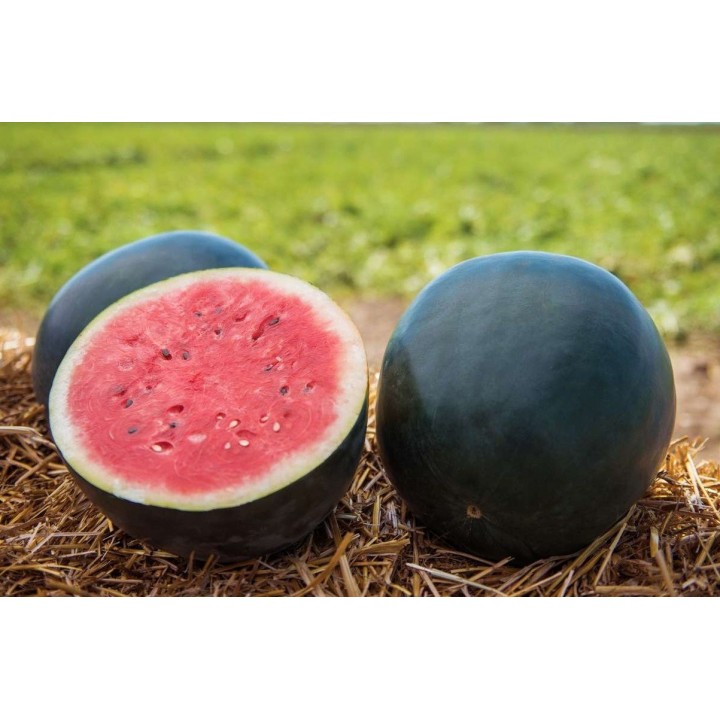 Seminte Pepene Verde FECHETE F1, Hektar - 500 seminte