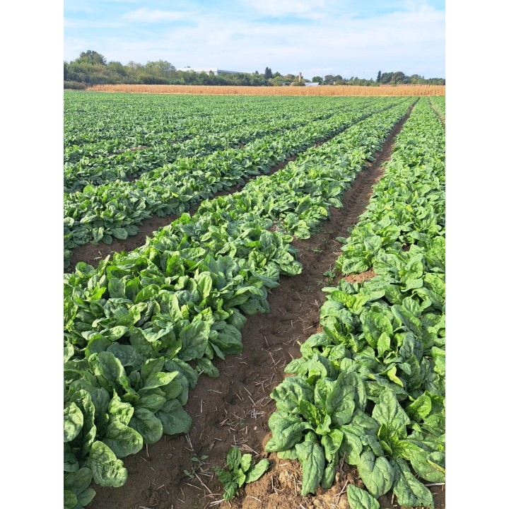 Seminte Spanac MODI F1, Hektar - 5.000 seminte, Timpuriu