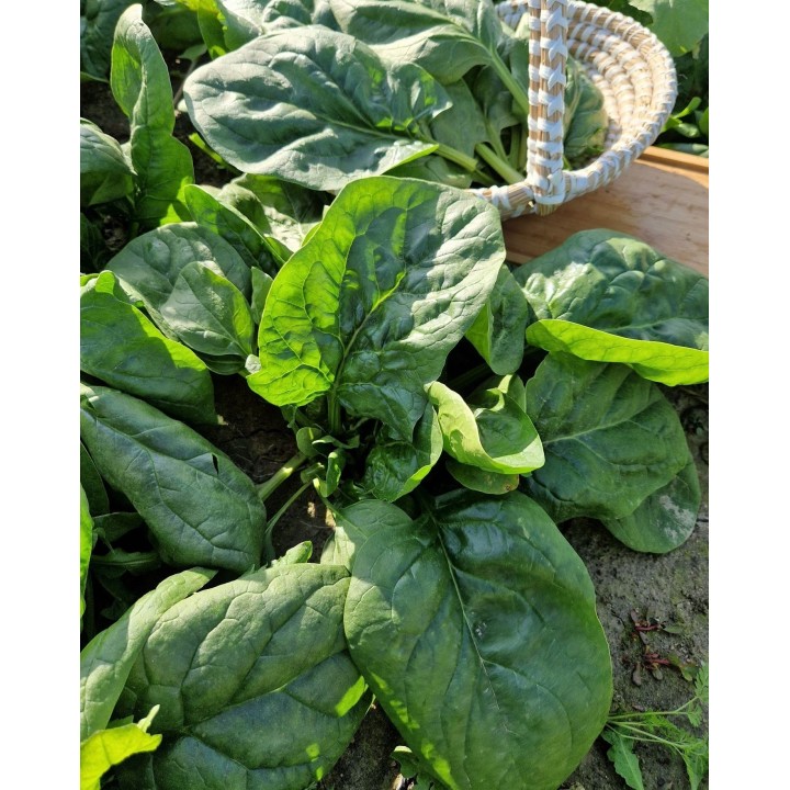 Seminte Spanac MODI F1, Hektar - 5.000 seminte, Timpuriu