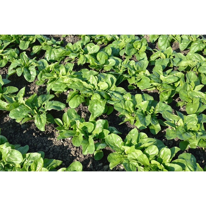 Seminte Spanac MODI F1, Hektar - 50.000 seminte, Timpuriu