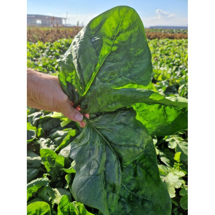 Seminte Spanac MODI F1, Hektar - 50.000 seminte, Timpuriu