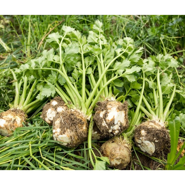 Seminte Telina radacina APOLLO Hektar - 10.000 seminte Seminte Telina radacina APOLLO Hektar - 10.000 seminte