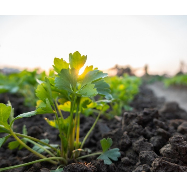 Seminte Telina radacina APOLLO Hektar - 10.000 seminte Seminte Telina radacina APOLLO Hektar - 10.000 seminte