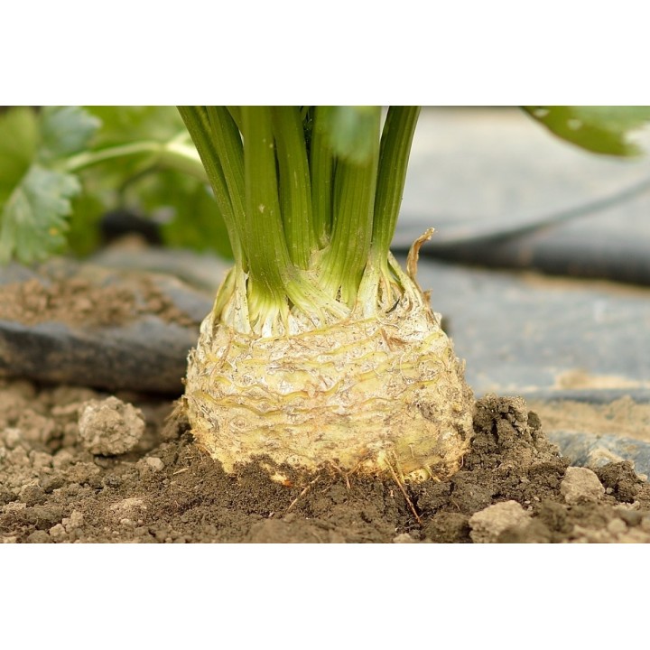 Seminte Telina radacina APOLLO Hektar - 10.000 seminte Seminte Telina radacina APOLLO Hektar - 10.000 seminte