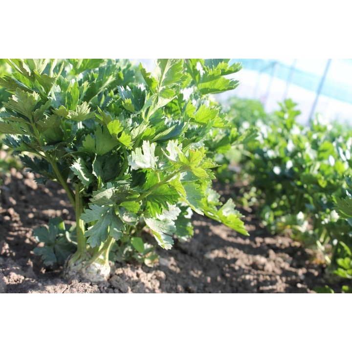 Seminte Telina radacina APOLLO Hektar - 2.500 seminte