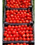 Seminte Tomate MOLDOVEANU F1 Hektar - 50 seminte