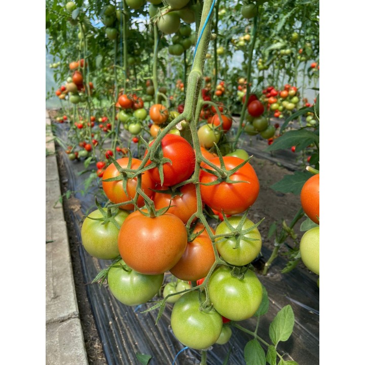 Seminte Tomate MOLDOVEANU F1 Hektar - 50 seminte