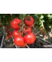 Seminte Tomate MOLDOVEANU F1 Hektar - 50 seminte
