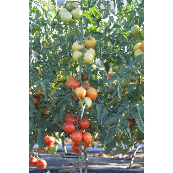 Seminte Tomate MOLDOVEANU F1 Hektar - 500 seminte