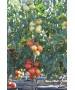 Seminte Tomate MOLDOVEANU F1 Hektar - 500 seminte